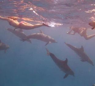 Mitten unter Delfinen