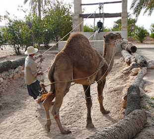 Kamel zieht Wasser aus einem Brunnen