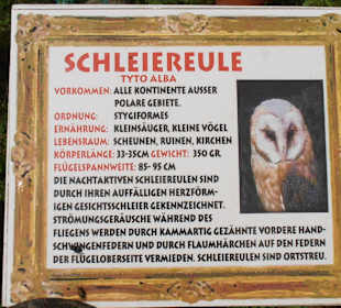 Schleiereule