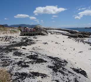 Aussichtspunkt Pinguinstrand