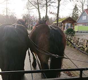 Kutschfahrt Undeloh