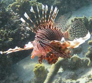 Noch`n Rotfeuerfisch