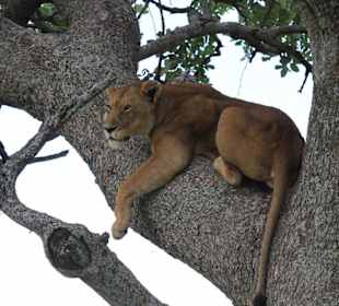 Lions on a tree