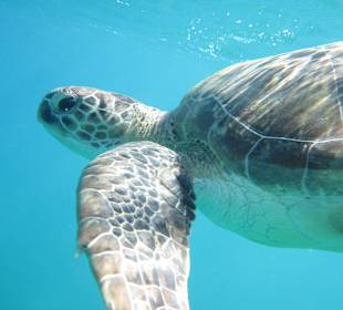 Schnorcheln Marsa Alam