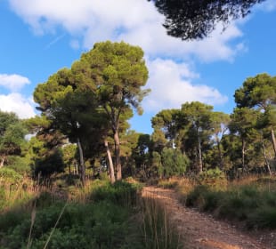 Wandern Cala Ratjada