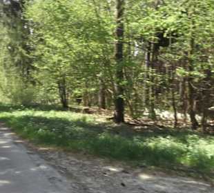 Waldlehrpfad an der Lauter