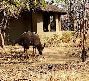 Safari Tour Timbavati