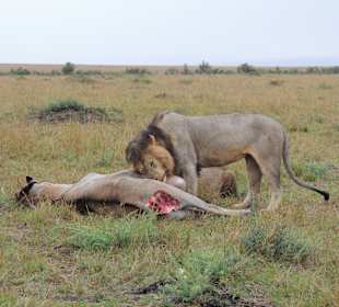 Masai Mara Safari 