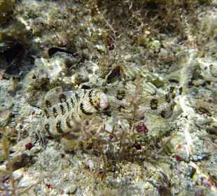 Graue Muräne am Carnelia Beach Resort