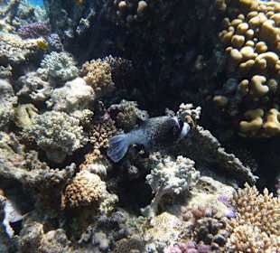 Und noch mehr gab es zu sehen