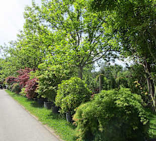 Peterhof-Pflanzen in Hanhofen