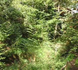 Urwaldähnliche Schlucht