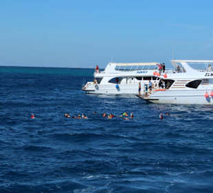 Snurkowanie z delfinkami