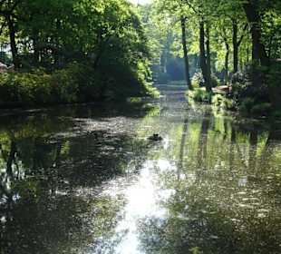 Hauptblüte im Rhododendronpark Bremen