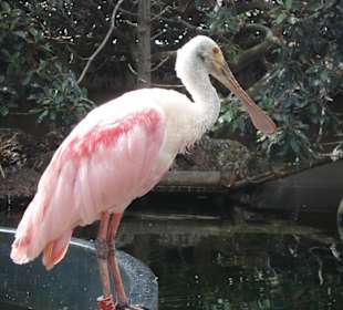 Aquarium L’Oceanogràfic 