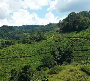Bumbuli Teeplantagen.