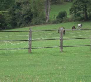 Haupt- und Landgestüt Marbach