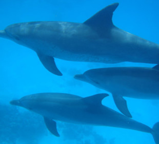 Schnorcheln mit Delfinen