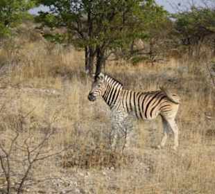 Zebra