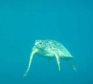 Hausriff - Schildkröte