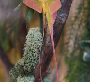 Mariposario de Benalmàdena