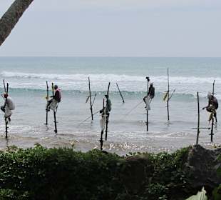 Koggala Stelzenfischer