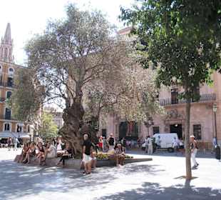 Mallorca - Perle des Mittelmeeres - Palma