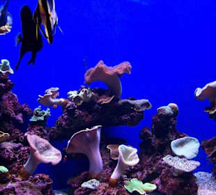 Palma Aquarium