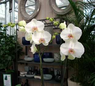 Orchideenrispe Phalaenopsis