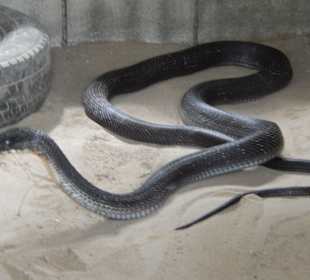 Cobra