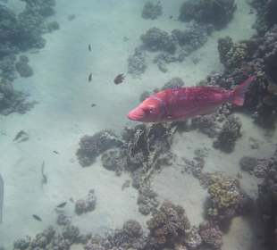 Schnorcheln Makadi Bay