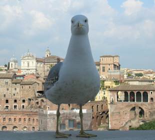 Panorama con gabbiano