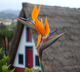 Häuschen in Santana