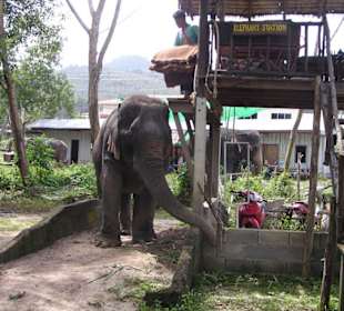 Elefanten Safari auf Phuket