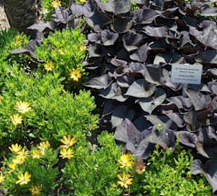 Bujna i zdrowa roślinność na wyspie