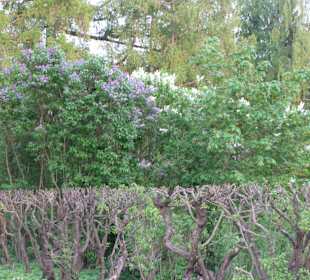 Прогулки по Царскому Селу