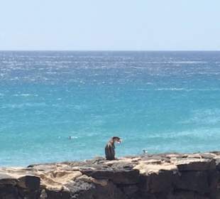 Süße Atlashörnchen am Strand