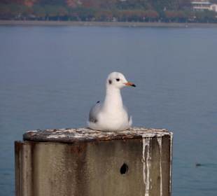 Seagull at the Rhine