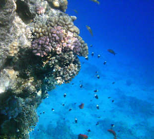 Unterwasserwelt Hotel Sharm Plaza