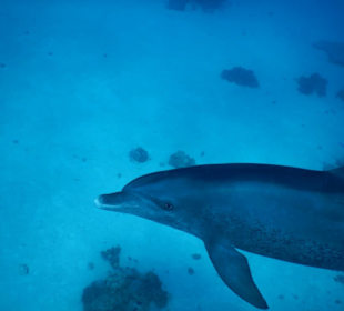 Schnorcheln mit Delfinen