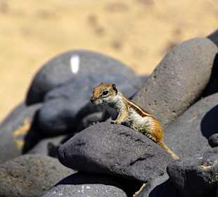 Atlashörnchen am Strand von Jandia