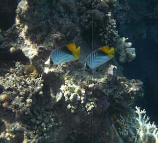 Korály s rybičkama