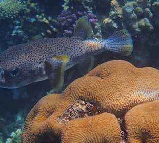 Schnorcheln Abu Dabbab