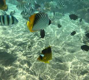 Schnorcheln Makadi Bay