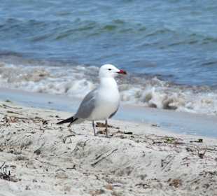 Eine Möwe als Fotomodell