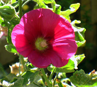 Botanischer Garten Assuan