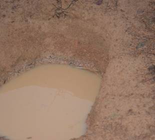 Fußabdruck eines Elefante 