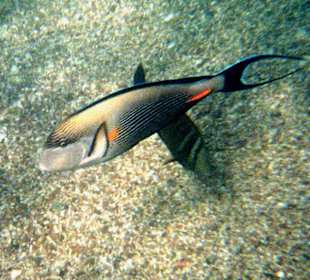 Schorcheln super Riff