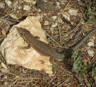 Die Dragonera-Eidechse