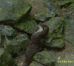 Otter